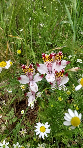 Wild Alstroemeria and Chamomile Flowers in Green Meadow