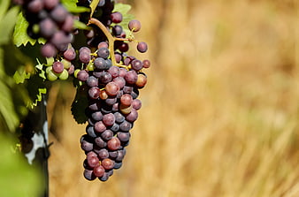 Ripe Purple Grapes Hanging on Vine in Sunlight