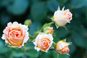 Soft Peach and Orange Roses in Bloom