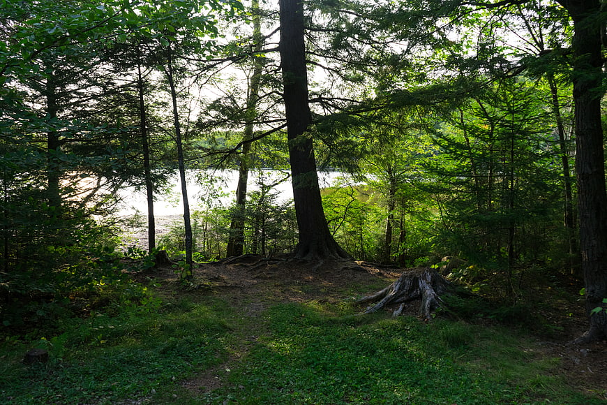 Sunlit Forest Path Leading to Lake View