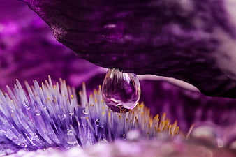 Macro Photography of Water Droplet on Purple Thistle