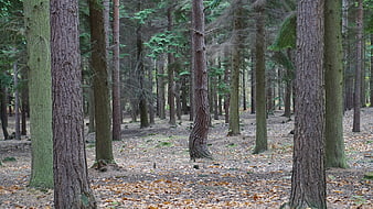 Dense pine forest with textured trunks and fallen leaves