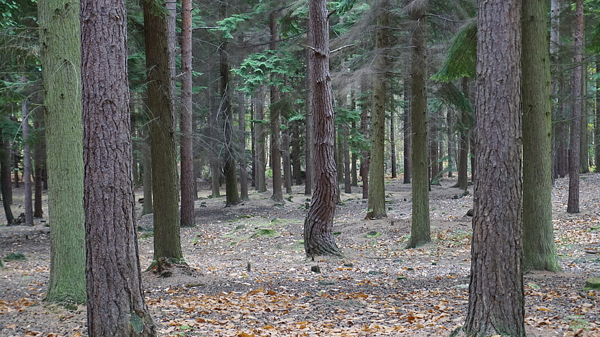 Dense pine forest with textured trunks and fallen leaves