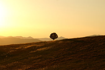 Solitary tree on grassy hill at golden hour sunset