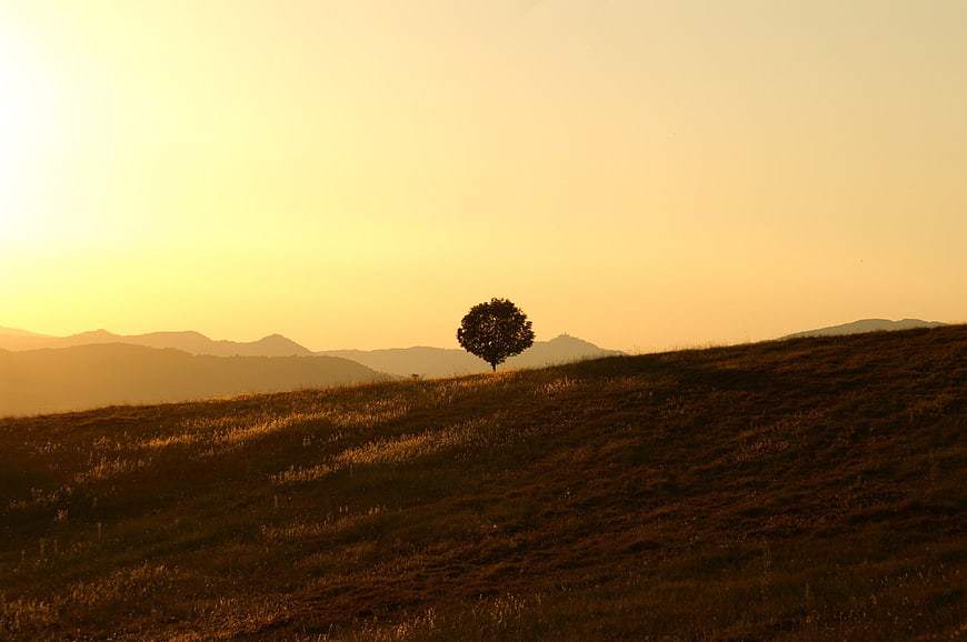 Solitary tree on grassy hill at golden hour sunset