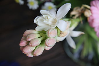 Close-up of White and Pink Flower Bud on Dark Background