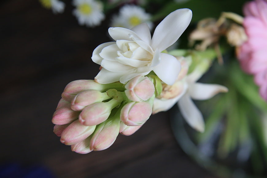 Close-up of White and Pink Flower Bud on Dark Background