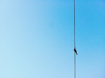 Minimalist bird on wire against blue sky