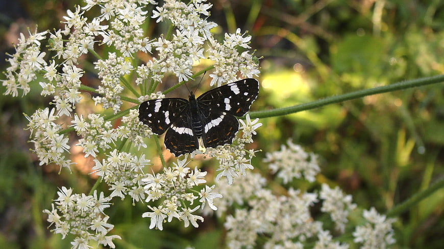 Black and White Butterfly on White Wildflowers