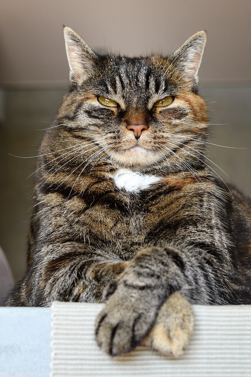 Close-up portrait of a grumpy tabby cat with paw