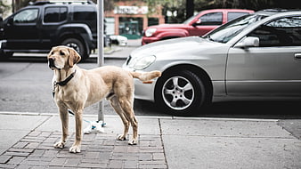 Yellow Labrador Retriever Standing on City Sidewalk