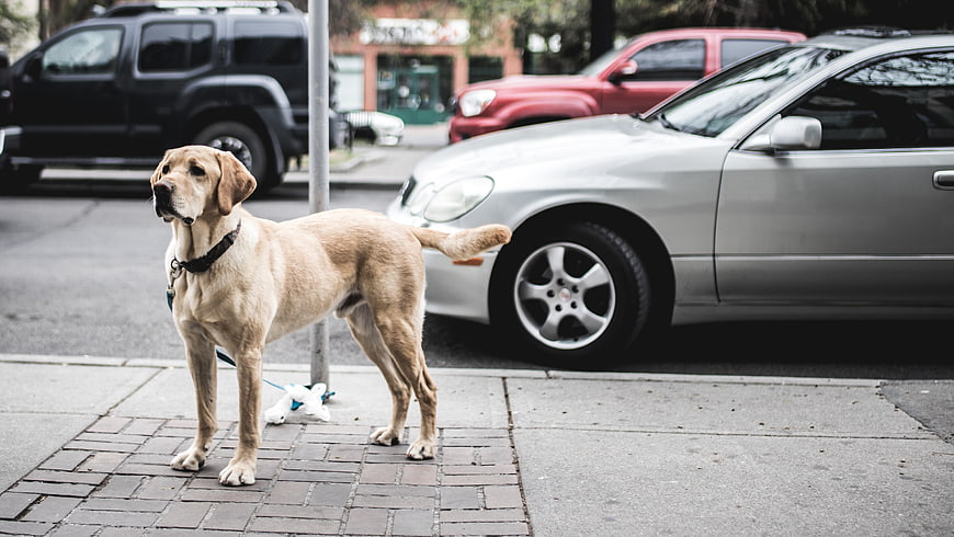 Yellow Labrador Retriever Standing on City Sidewalk