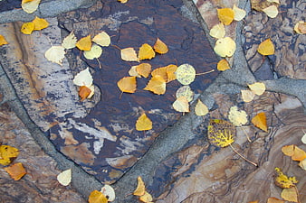Yellow autumn leaves scattered on textured slate stone