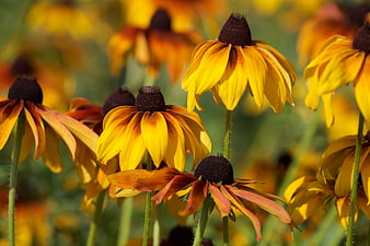 Close-up of vibrant yellow and orange Black-eyed Susan flowers