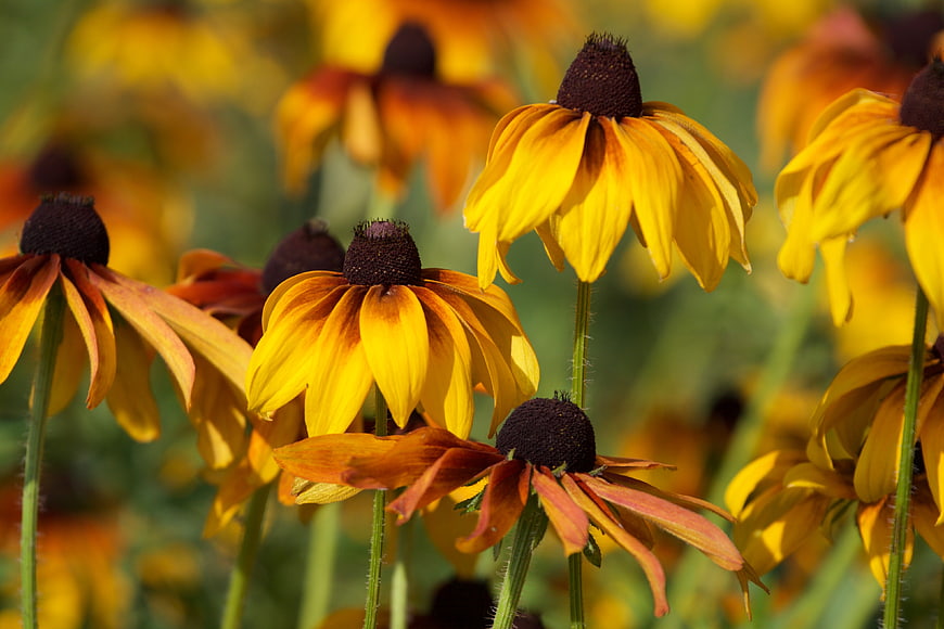 Close-up of vibrant yellow and orange Black-eyed Susan flowers