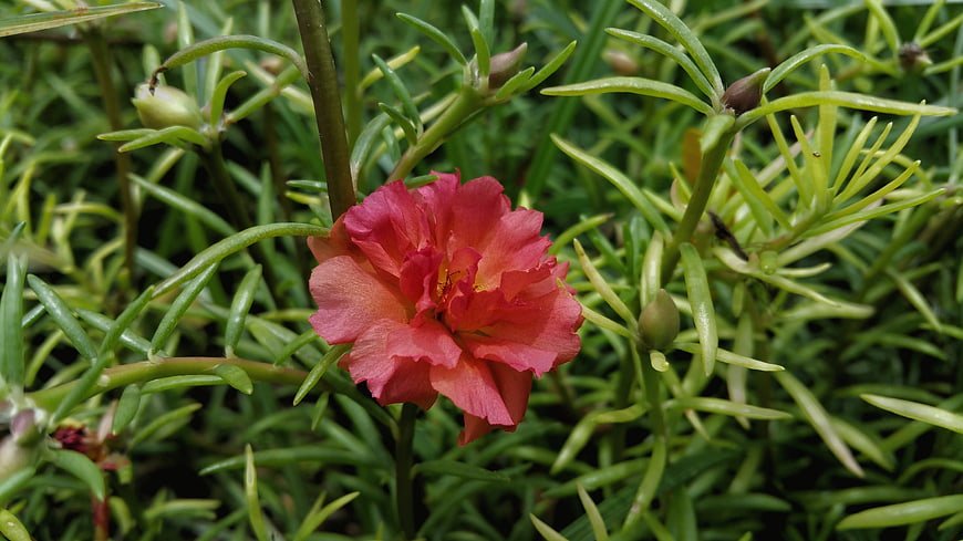 Vibrant Red Portulaca Flower in Green Garden