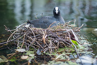 American Coot Sitting on Nest in Pond