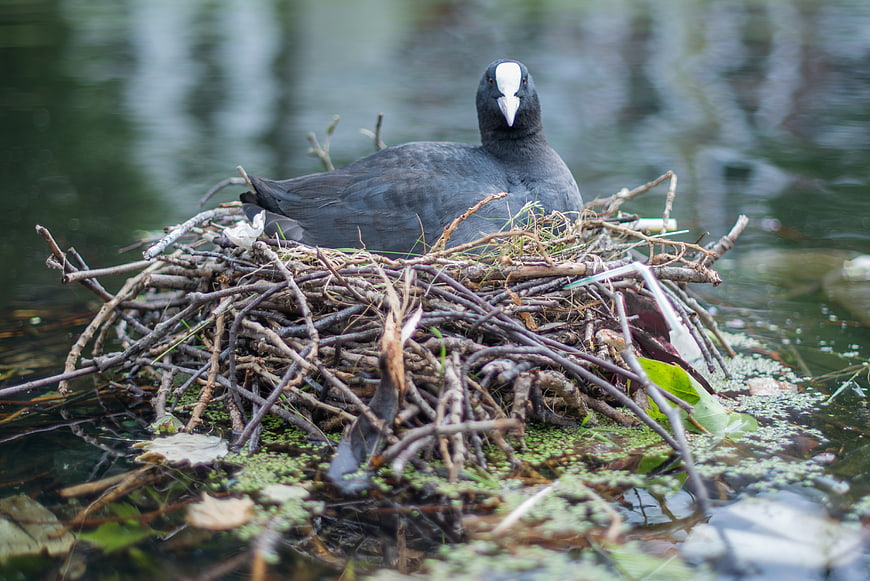 American Coot Sitting on Nest in Pond