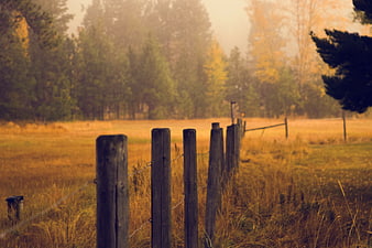 Rustic wooden fence in golden autumn field with forest background