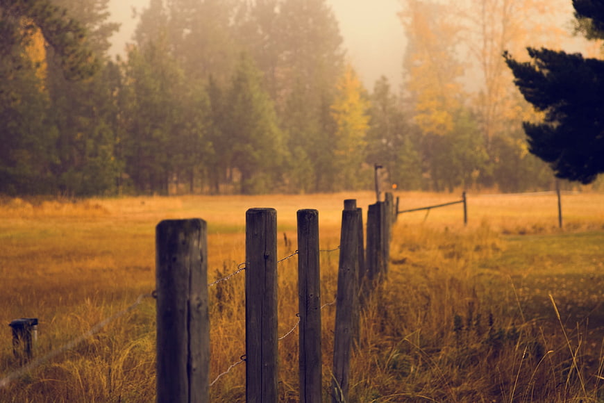Rustic wooden fence in golden autumn field with forest background