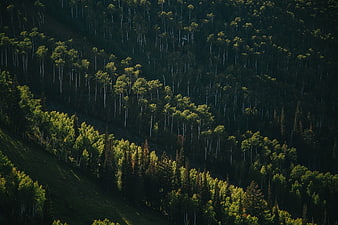 Sunlit aspen grove on a dark forested mountainside