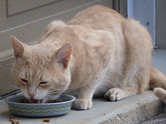 Orange tabby cat eating dry food from a bowl on a concrete surface