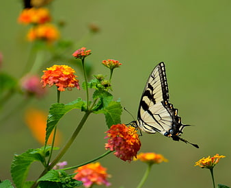 Eastern Tiger Swallowtail Butterfly on Lantana Flower
