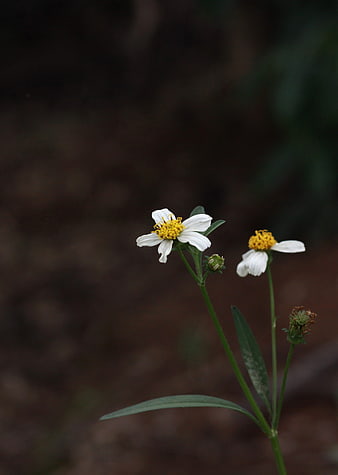 Close-up of white and yellow wildflowers on green stems