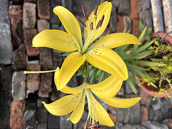 Vibrant Yellow Lily Flower with Water Droplets