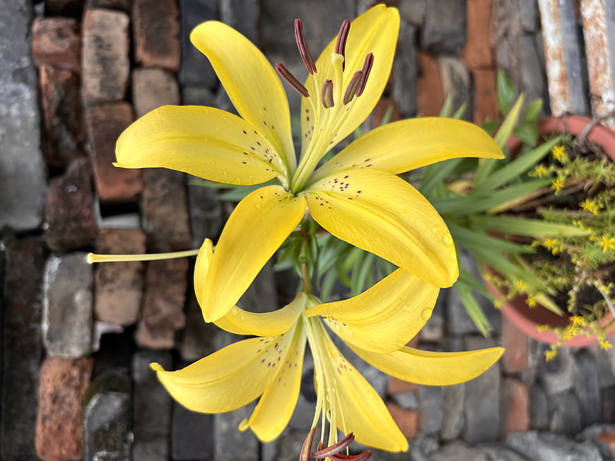 Vibrant Yellow Lily Flower with Water Droplets