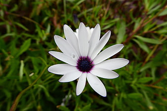 Close-up of white African daisy with purple center