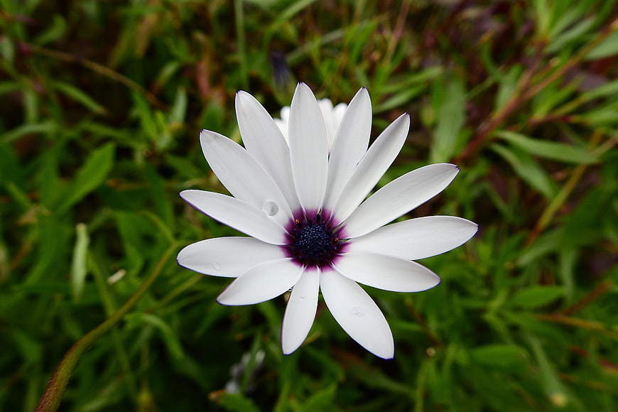 Close-up of white African daisy with purple center
