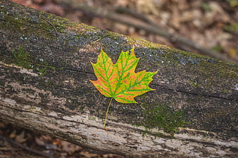 Autumn Maple Leaf on Mossy Log in Forest