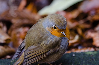 Close-up of European Robin on Forest Floor