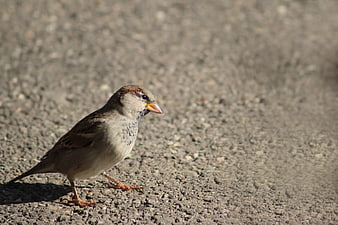 House Sparrow Standing on Gravel Path