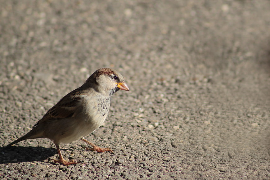 House Sparrow Standing on Gravel Path