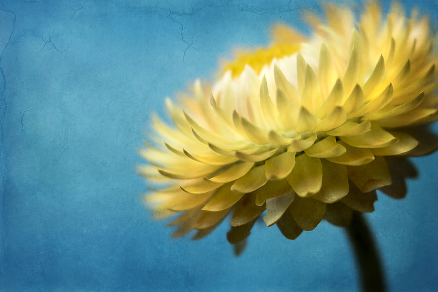 Yellow Flower Close-Up on Textured Blue Background