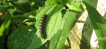Black and orange spiny caterpillar on a green leaf in a garden