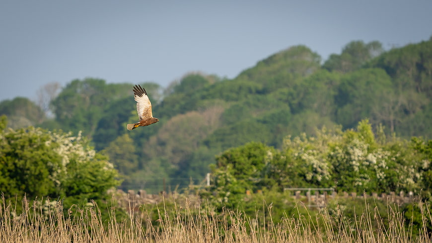 Hawk Soaring Over Green Meadow and Forested Hills