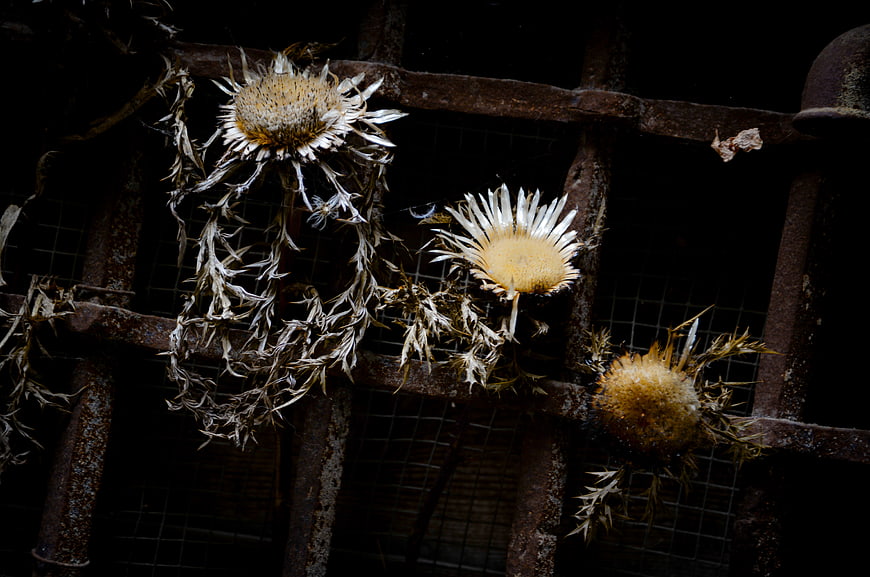 Dried Thistle Flowers on Rusty Metal Grid