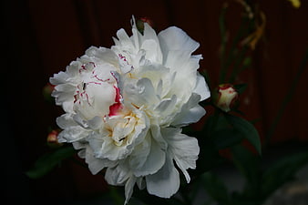 Close-up of white peony with red streaks on dark background
