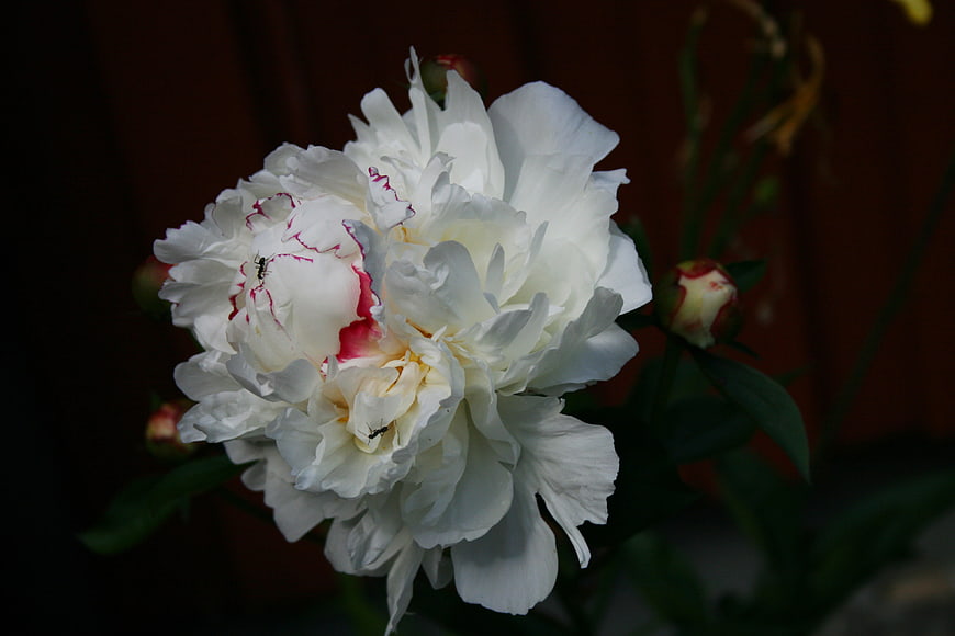 Close-up of white peony with red streaks on dark background