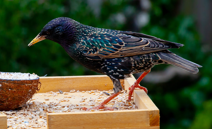 Male Starling with Iridescent Feathers on Wooden Bird Feeder