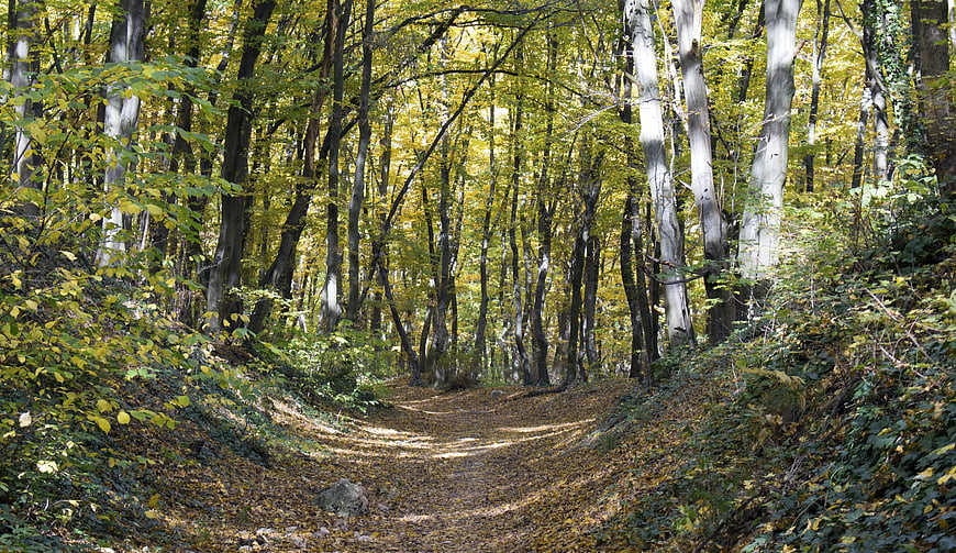 Sunlit Forest Path in Autumn with Yellow Leaves