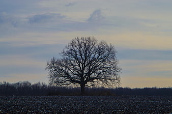 Solitary bare tree silhouette in a plowed field at dusk