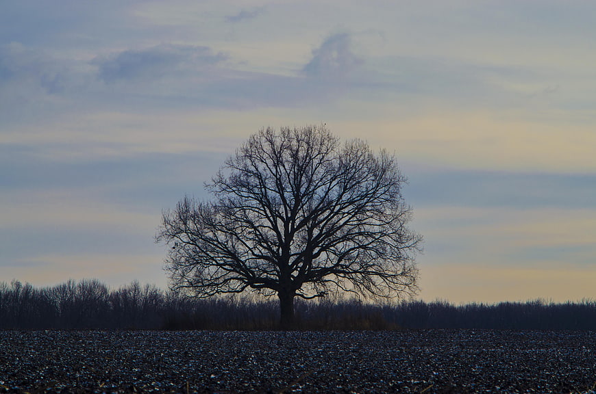Solitary bare tree silhouette in a plowed field at dusk