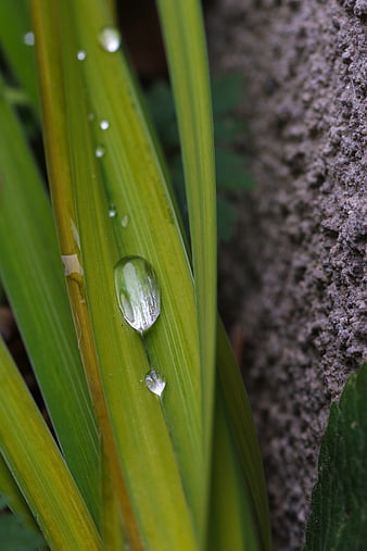 Close-up of water droplets on green plant leaves