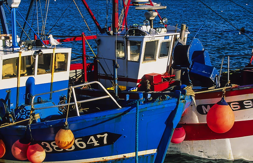 Colorful Fishing Boats Docked in Harbor with Seagull