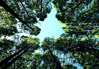 Looking up at pine tree canopy against blue sky