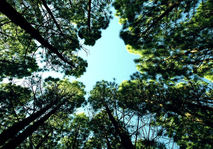 Looking up at pine tree canopy against blue sky